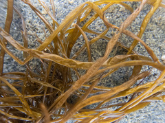 Melanosiphon intestinalis