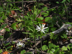 Anemone berlandieri