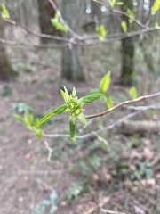 Oemleria cerasiformis