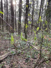 Oemleria cerasiformis