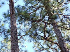 Pinus palustris