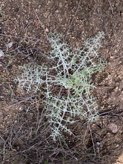 Chaenactis artemisiifolia