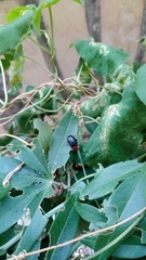 Cacoscelis nigripennis
