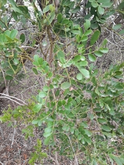 Dermatophyllum secundiflorum