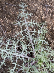 Chaenactis artemisiifolia