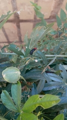 Cacoscelis nigripennis