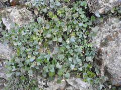 Rumex induratus