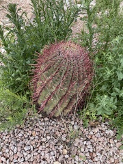 Ferocactus cylindraceus