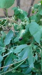 Cacoscelis nigripennis