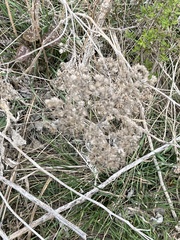 Verbesina virginica