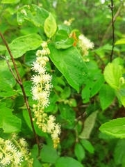 Ambrosia cordifolia