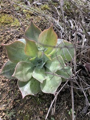 Dudleya pulverulenta