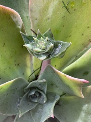 Dudleya pulverulenta