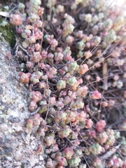 Sedum brevifolium