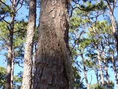 Tillandsia usneoides
