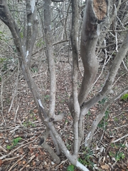 Diospyros texana