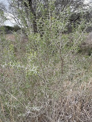 Condalia hookeri