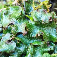 Conocephalum conicum