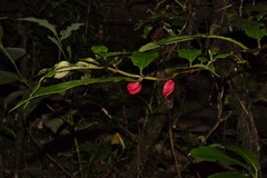 Drymonia coccinea