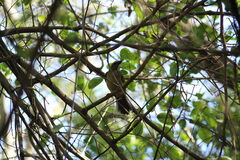 Saltator coerulescens