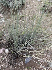 Asclepias subulata