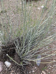 Asclepias subulata