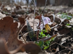 Erythronium albidum