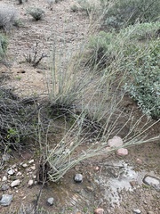 Asclepias subulata