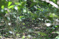 Arremon flavirostris