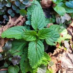 Scrophularia auriculata