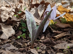 Erythronium albidum