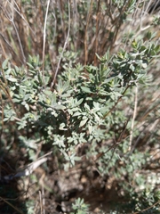 Thymus mastichina