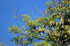 Cacicus chrysopterus