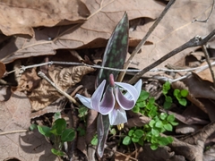 Erythronium albidum