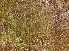 Juncus tenageia