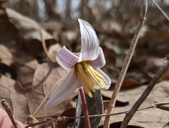 Erythronium albidum