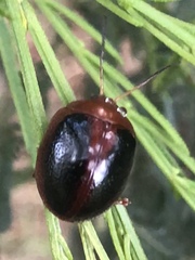 Dicranosterna immaculata