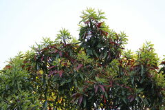 Pouteria gardneriana