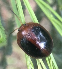 Dicranosterna immaculata