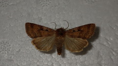 Diarsia mendica