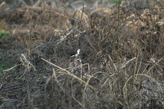 Fluvicola albiventer