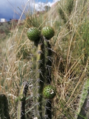 Corryocactus melanotrichus