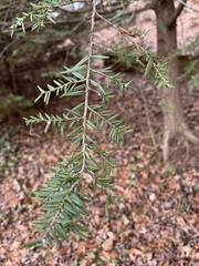 Tsuga canadensis