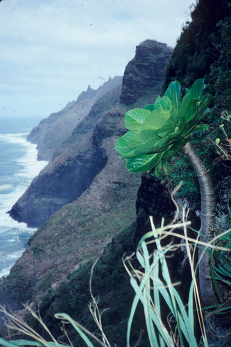 Brighamia insignis, 2009-08-19