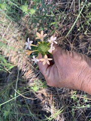 Collomia grandiflora
