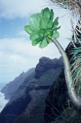 Brighamia insignis, 2009-08-19