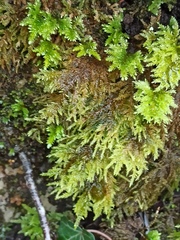 Thamnobryum