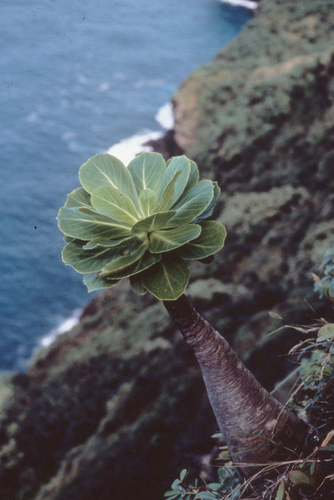 Brighamia insignis, 2009-08-19