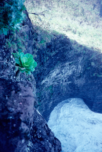Brighamia insignis, 2009-08-19