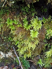 Thamnobryum
